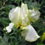 Iris germanica Total Recall